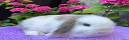 Mini Lop rabbits for sale: Gorgeous baby mini lop boys ready now in Paisley - Advert 6
