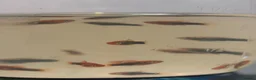 Swordtails fish for sale: Healthy Home-Bred Swordtail Juveniles in Stockport - Advert 5