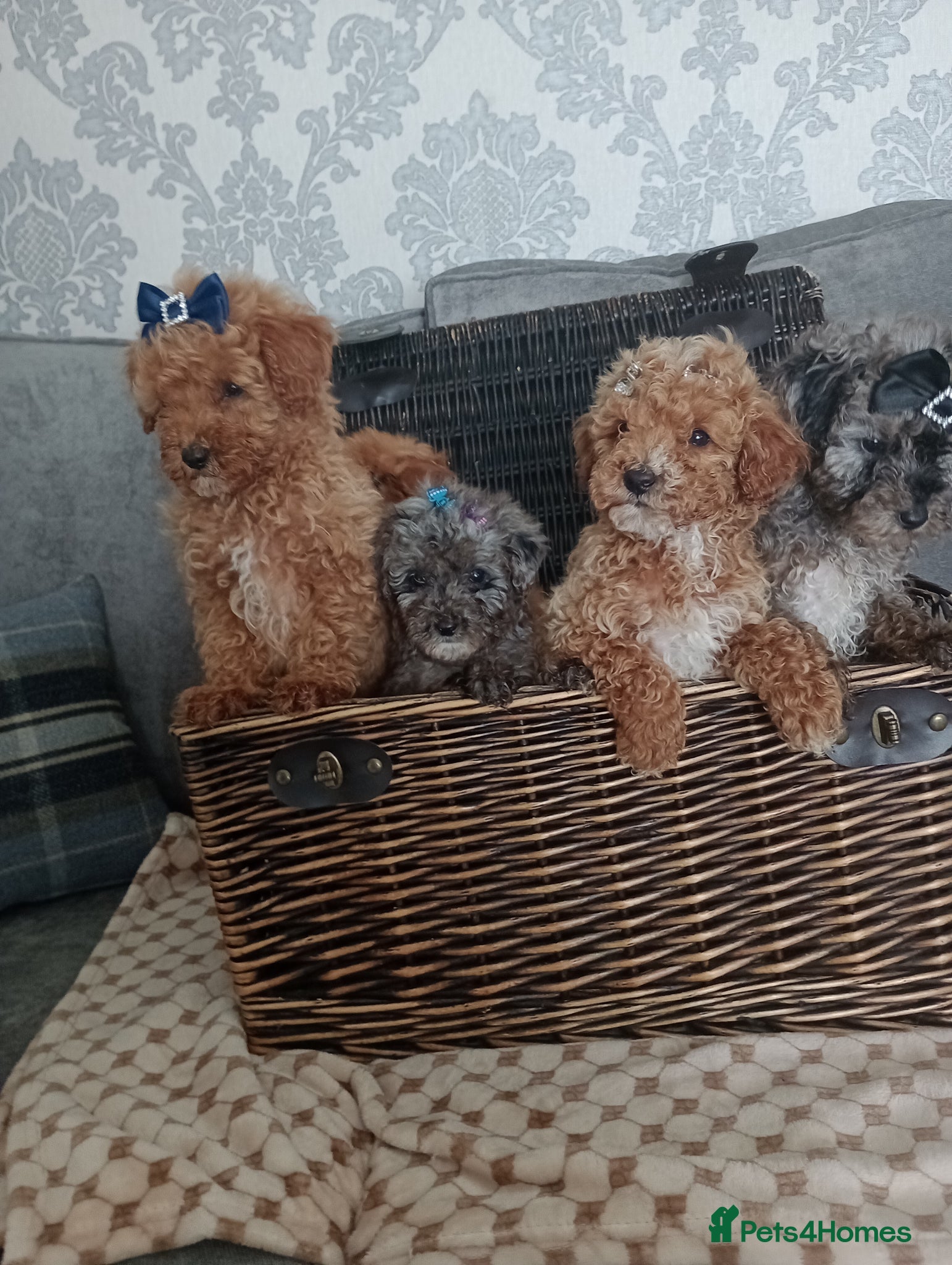 Mixed Breed dogs 🐕🌹 4 beautiful miniature poodle .🌹🐕 - Advert 2