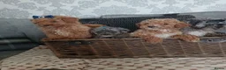 Mixed Breed dogs for sale: 🐕🌹 5 beautiful girls, miniature poodle 🌹🐕 in Barnsley - Advert 28