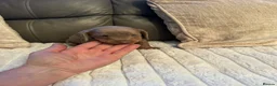 Miniature Dachshund dogs for sale: Miniature Dachshund Puppies in Bridlington - Advert 6