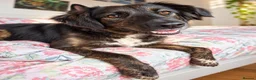 Mixed Breed dogs for sale: Meet Grace: beautiful 2yrs old BrindleCrossbreed - Advert 9