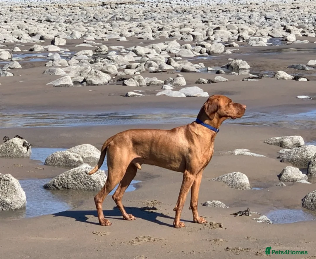 Hungarian Vizsla dogs for stud: PROVEN!!!championship blood line!!!! ❤️ in Llantwit Major - Advert 12