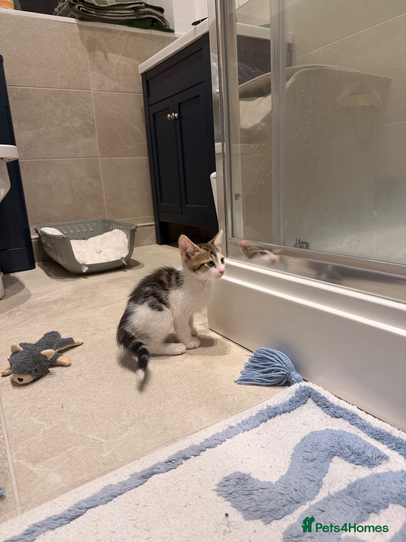 Mixed Breed cats 8 week old Kitten ready for a new home  - Advert 3