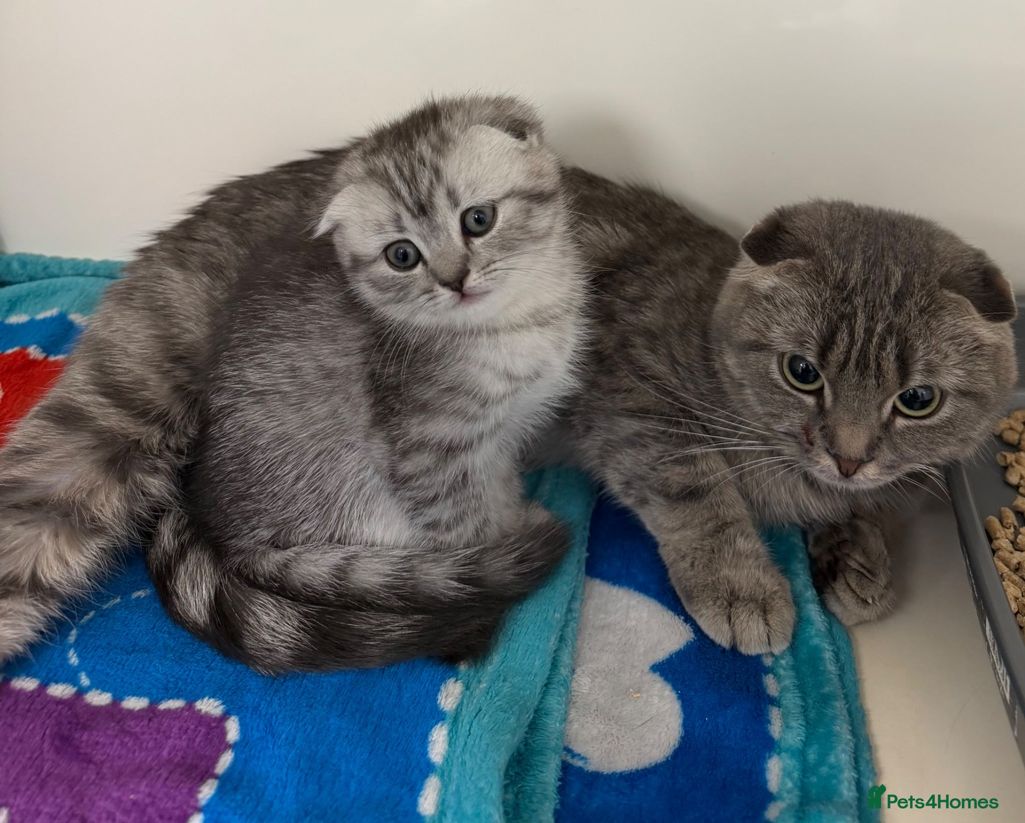 Scottish Fold cats Scottish fold and Scottish straight kittens - Advert 10
