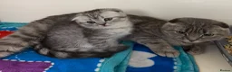 Scottish Fold cats for sale: Scottish fold and Scottish straight kittens - Advert 1