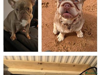 French Bulldog dogs NEW SHADE ISABELLA FRENCH BULLDOG - Advert 1