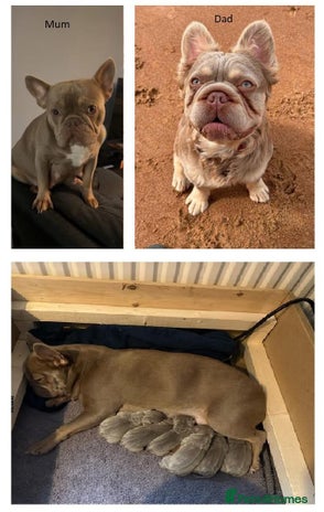 French Bulldog dogs NEW SHADE ISABELLA FRENCH BULLDOG - Advert 1