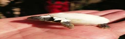 Hermann Tortoise reptiles for sale: Hermann Tortoises  - Advert 5