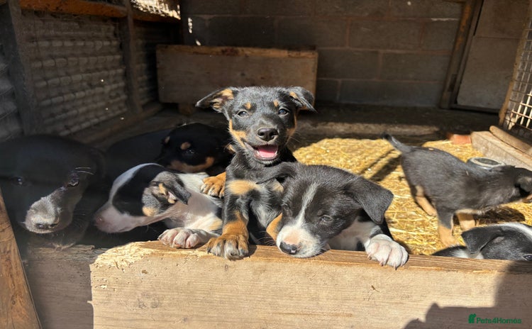 Mixed Breed dogs - Advert 5