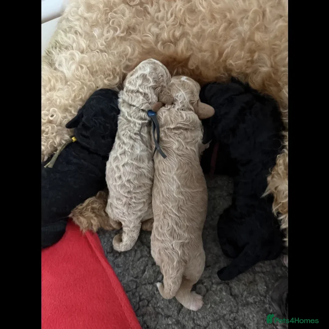 Australian Labradoodle dogs for sale: Fluffy Australian Labradoodle Pups-Ready for You - Advert 2
