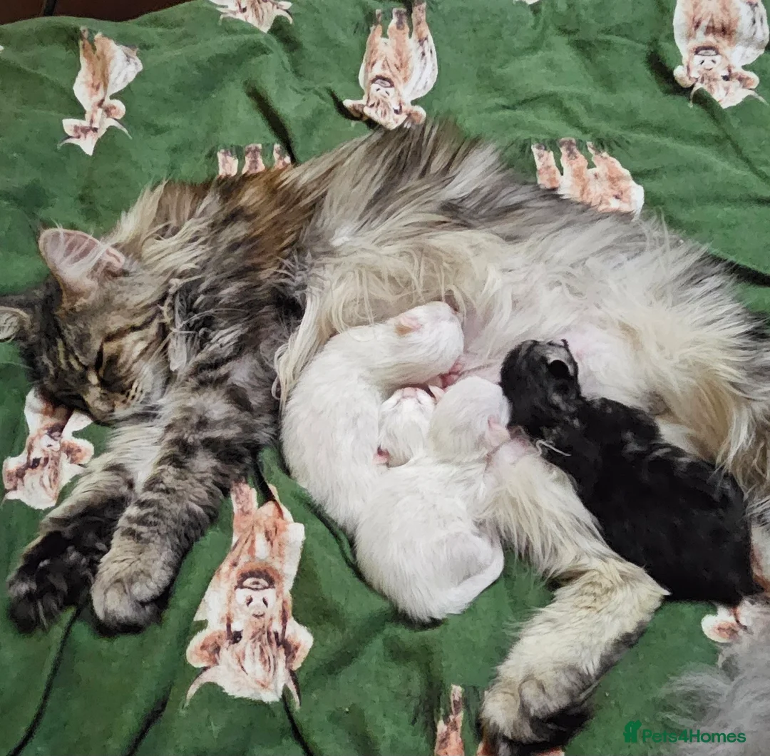 Maine Coon cats for sale: Maine Coon kittens - Advert 9