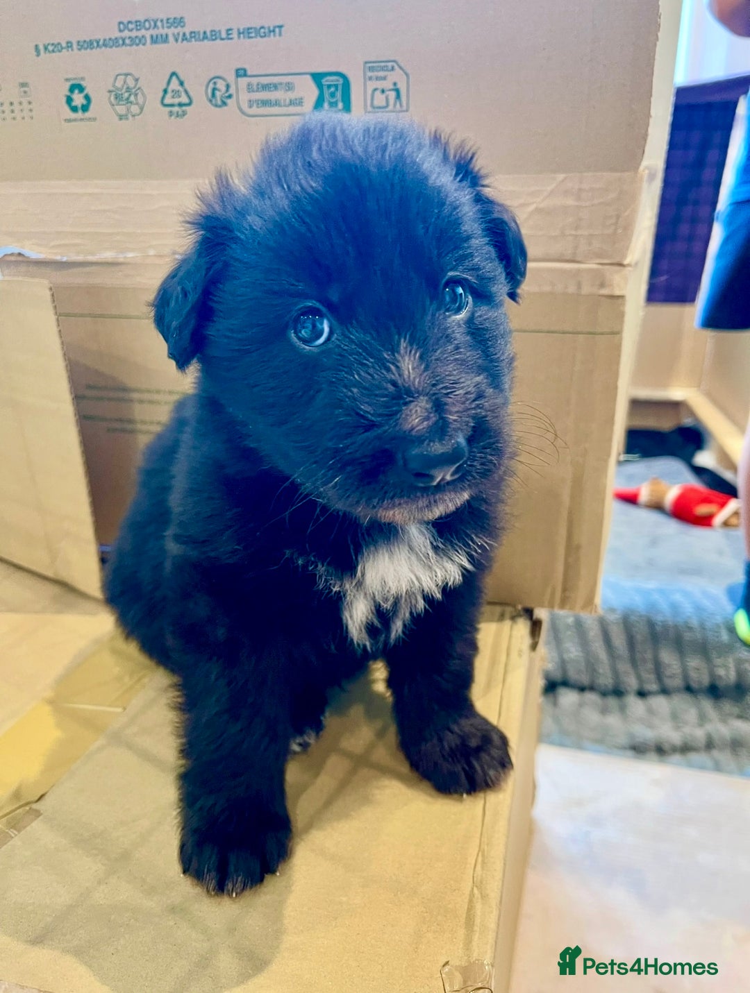 Mixed Breed dogs for sale: Beautiful long haired GSD cross collie pups  - Image 6