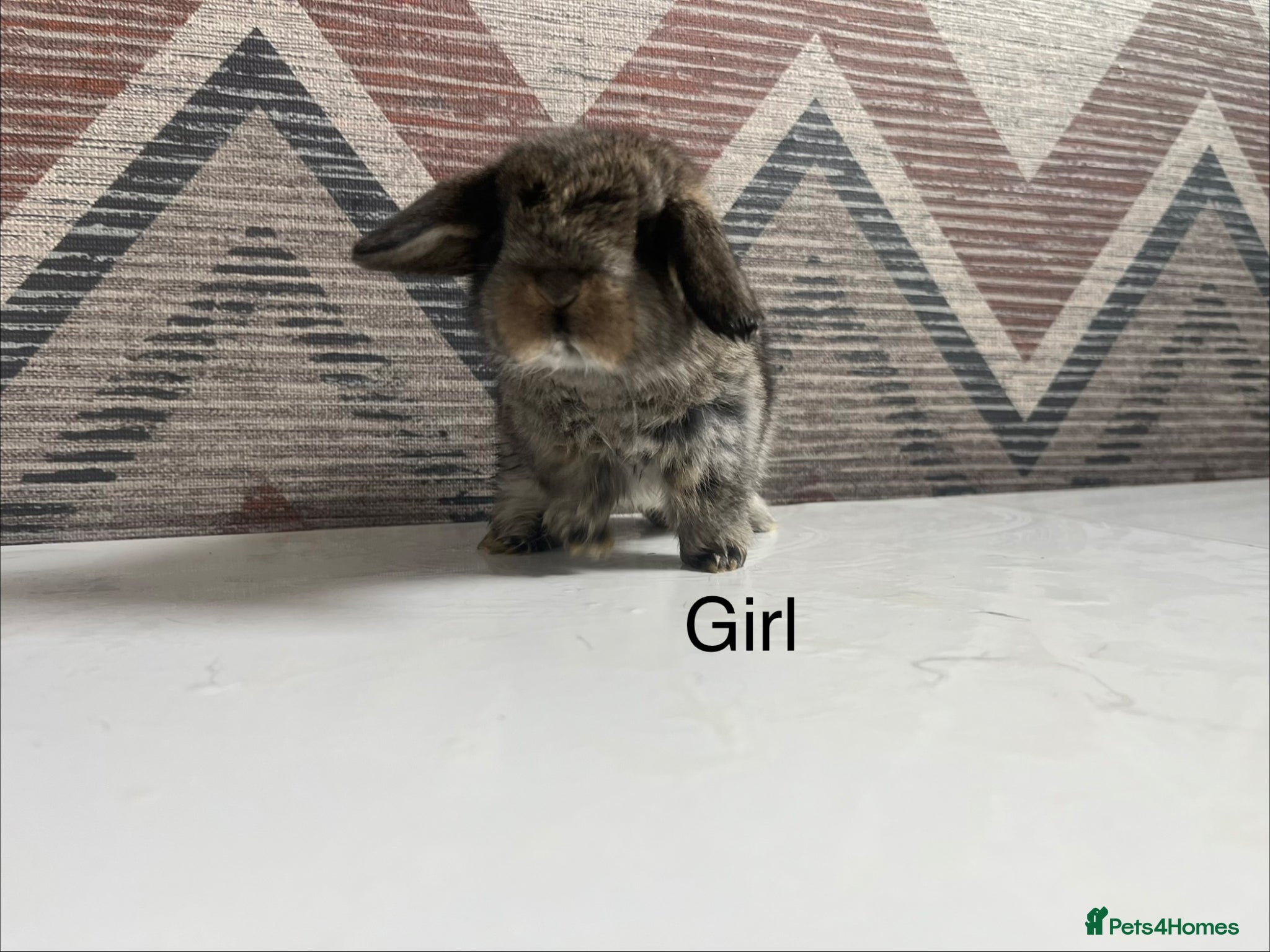 Lionhead rabbits mini lops  ready to  reserve  - Advert 2