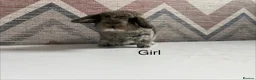 Lionhead rabbits for sale: mini lops  ready to  reserve  - Advert 2