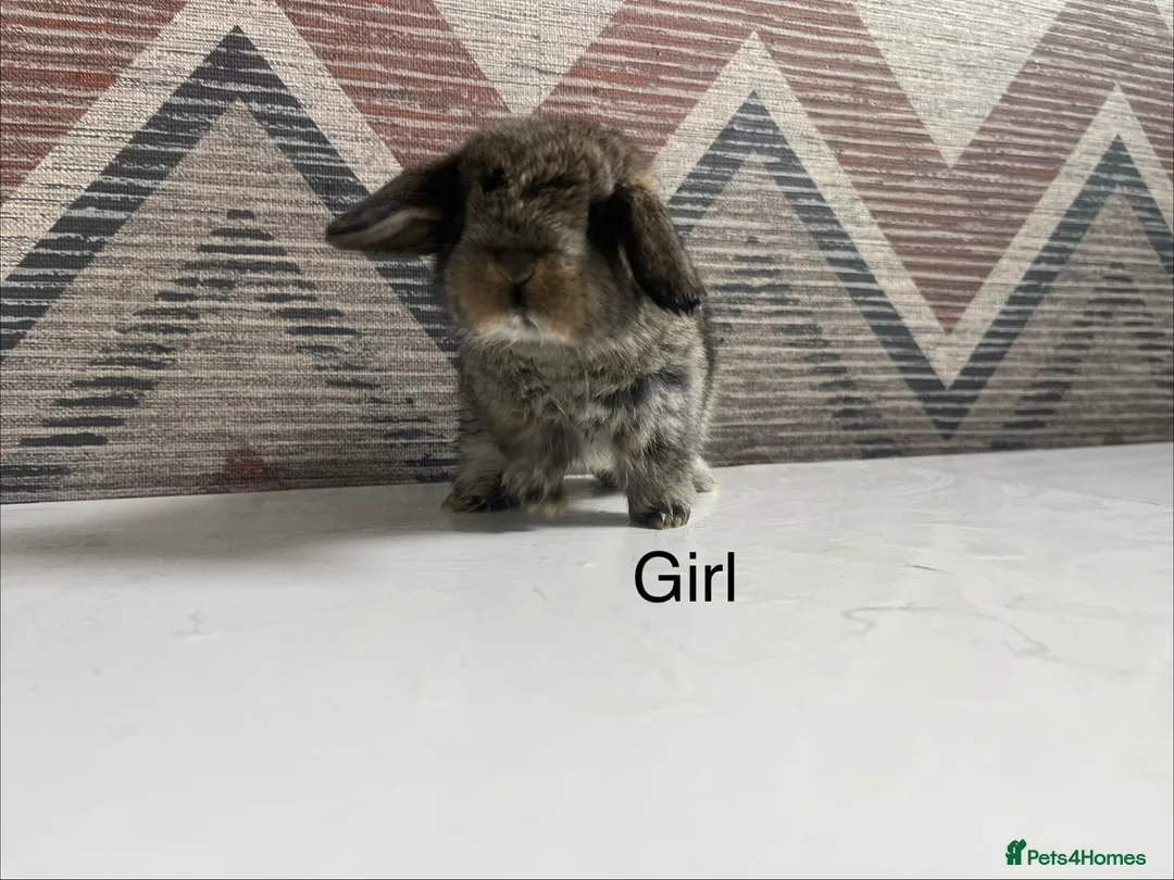 Lionhead rabbits for sale: mini lops  ready to  reserve  - Advert 2