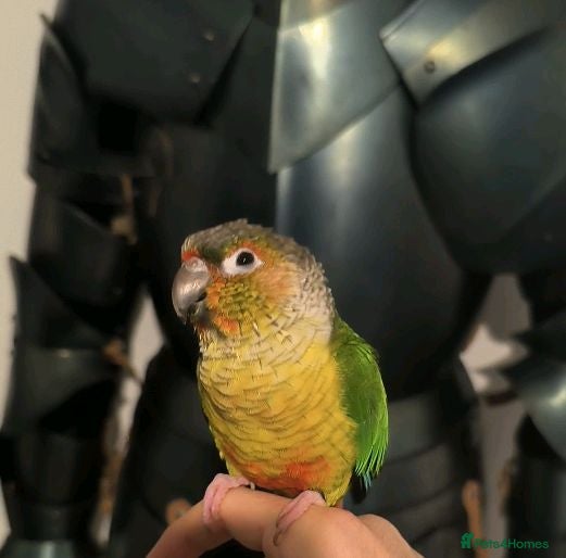 Conures birds Female conure 7 months - Advert 2