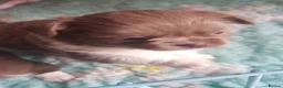 Chihuahua dogs for sale: One gorgeous long coat boy - Advert 4