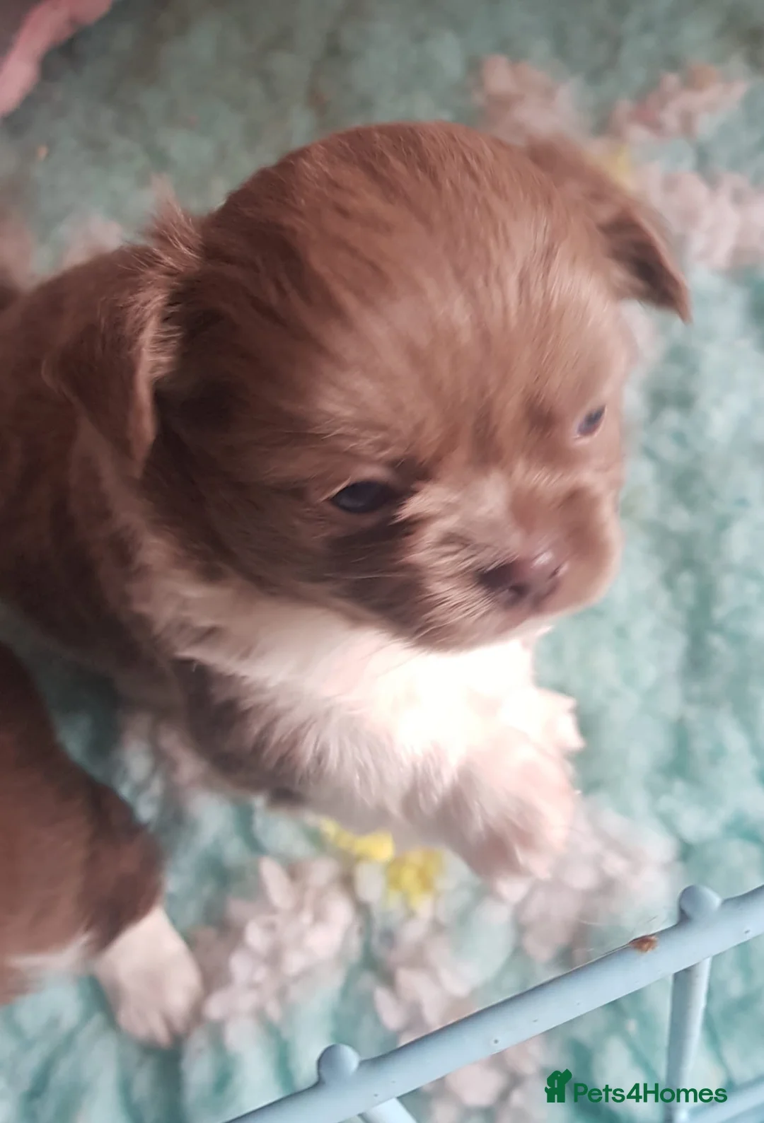 Chihuahua dogs for sale: One gorgeous long coat boy - Advert 4