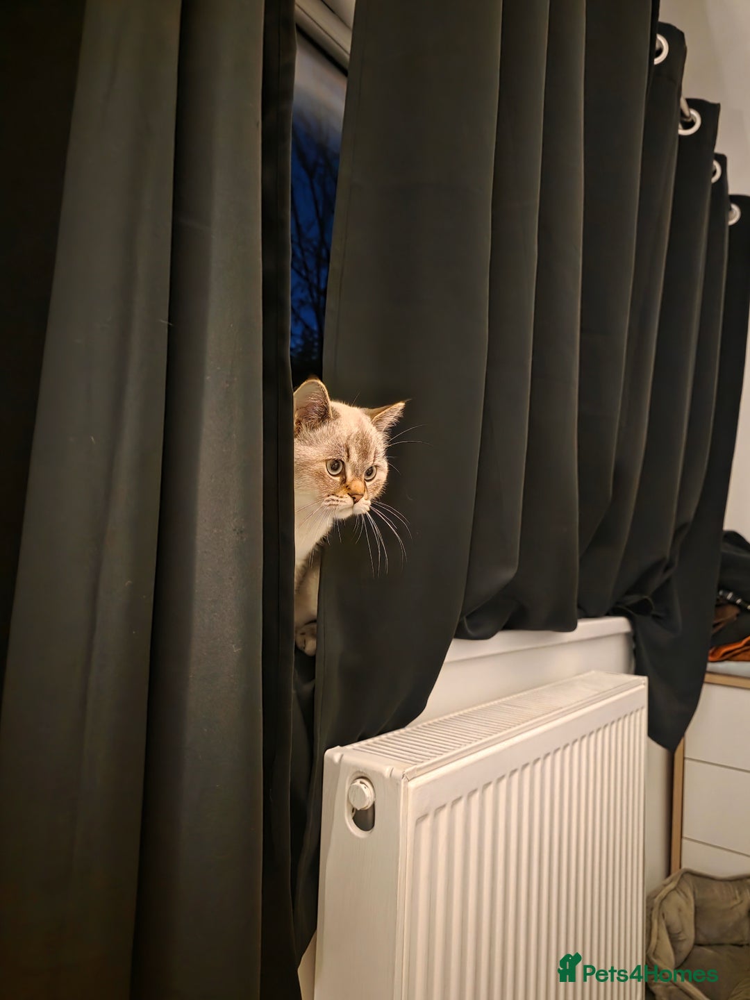 Scottish Fold cats for sale: Rehome  - Advert 2