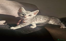 Bengal cats for sale: Rare Snow Genetic & Health Tested Bengal Kittens - Image 9
