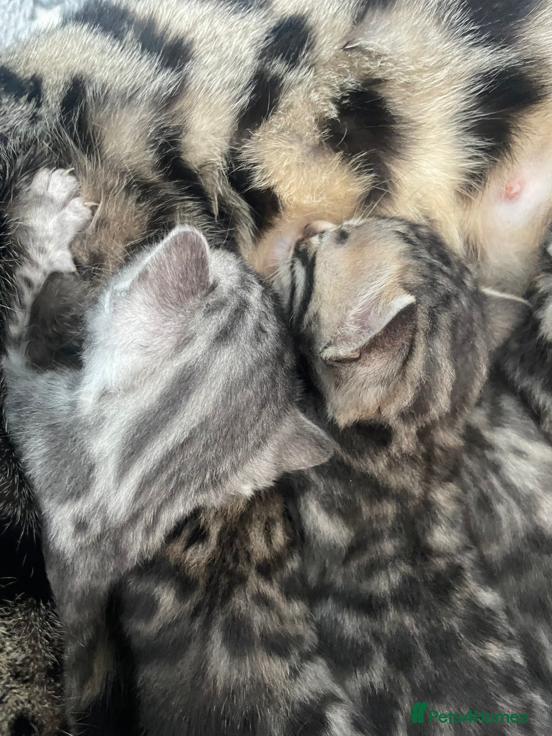 Bengal cats for sale: Incredibly beautiful Bengals kittens TICA  - Advert 7