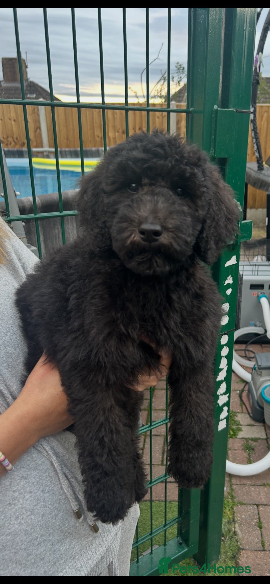 Labradoodle dogs Chunky health tested f1bb standard labradoodles  - Advert 2
