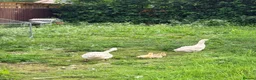 Geese poultry for sale: Embden goslings  in Barnsley - Advert 3