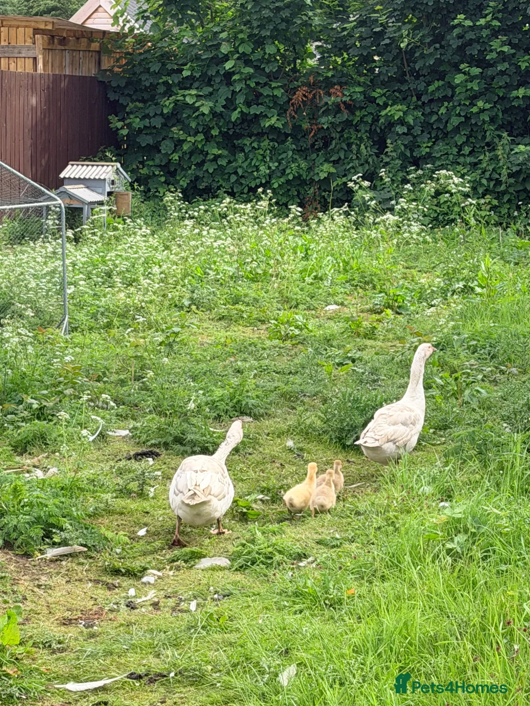 Geese poultry for sale: Embden goslings  in Barnsley - Advert 3