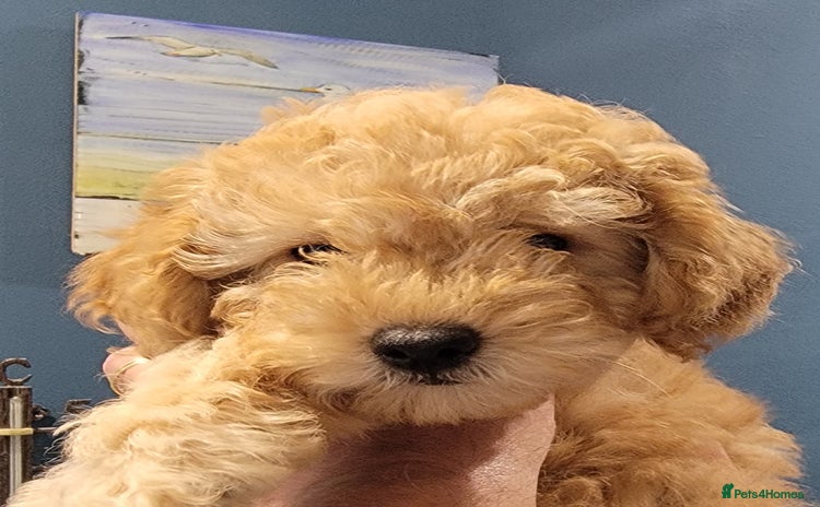 Maltipoo dogs - Advert 1
