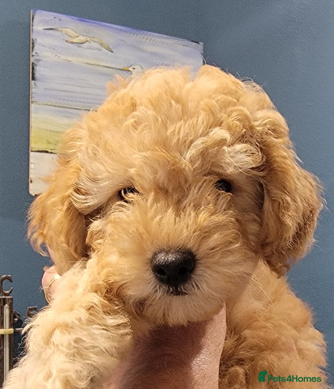 Maltipoo dogs for sale: F1b Maltipoo.   Ready to leave now  - Image 1