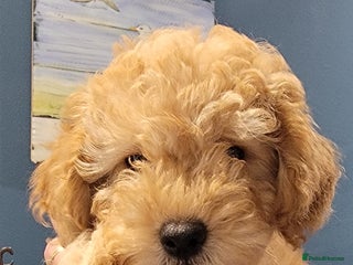 Maltipoo dogs - Advert 13