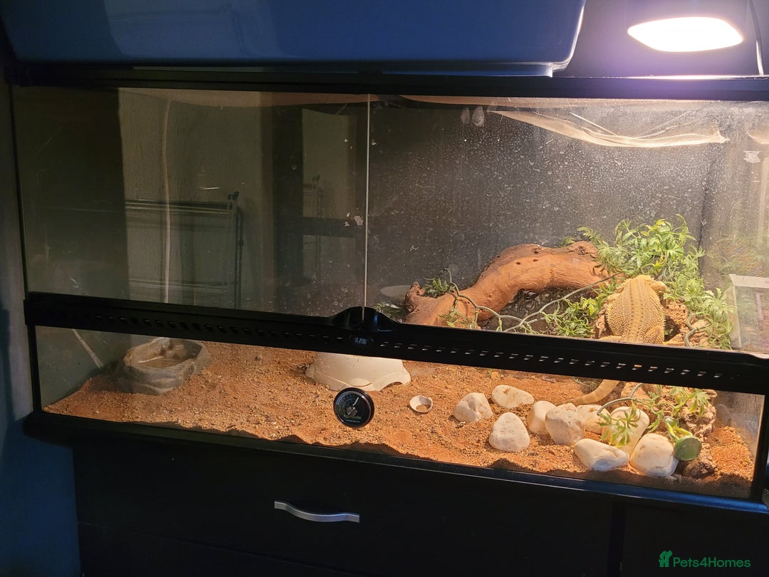 Bearded Dragon reptiles for sale: Female Dragon - Advert 1