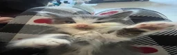 Mixed Breed cats for sale: Ragdoll maine-coon x Blue Russian kittens ready.  in Edinburgh - Advert 3