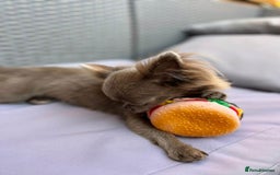 Chihuahua dogs for sale: Long haired lilac chihuahua girl - Image 10