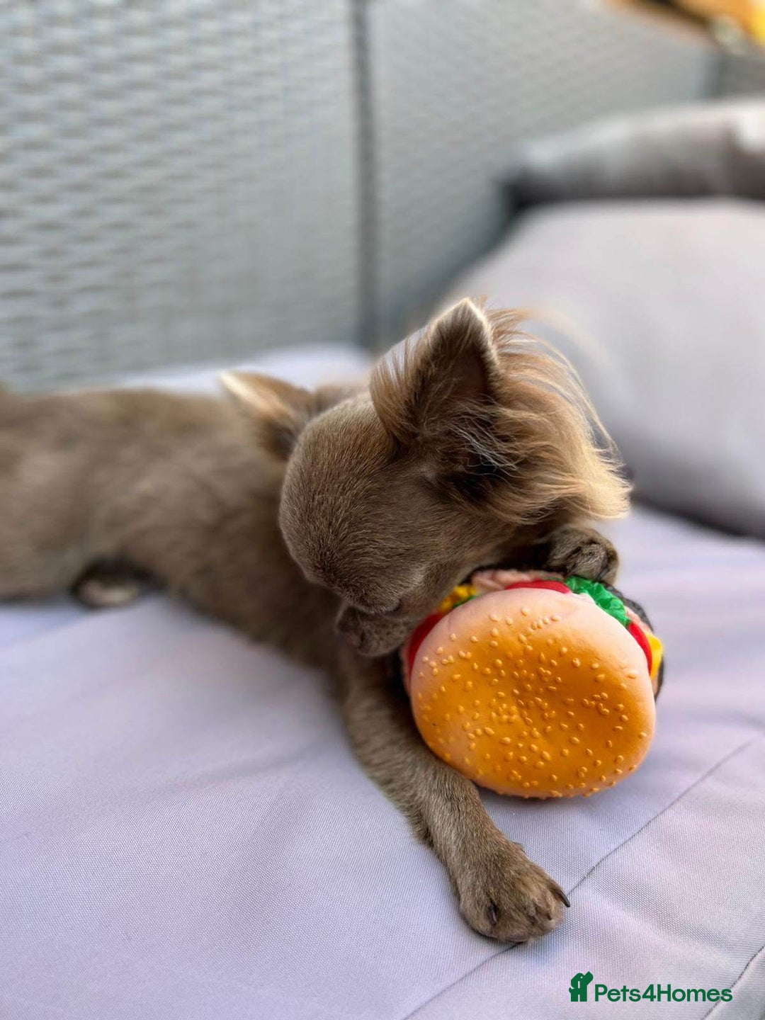 Chihuahua dogs for sale: Long haired lilac chihuahua girl - Image 10