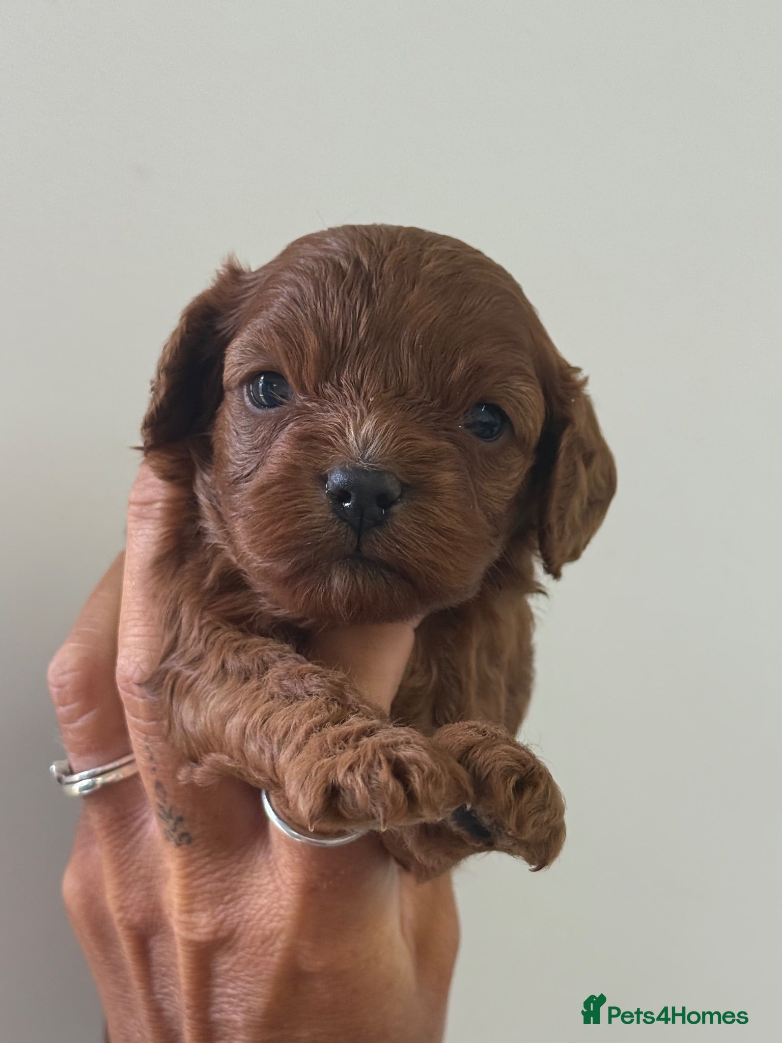 Cavapoo dogs Stunning deep dark red F1 Cavapoo’s - Advert 1