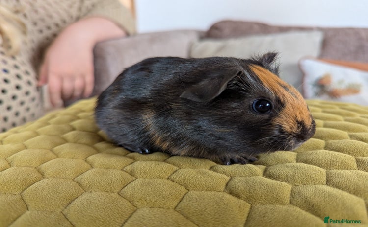 Guinea Pig rodents - Advert 1