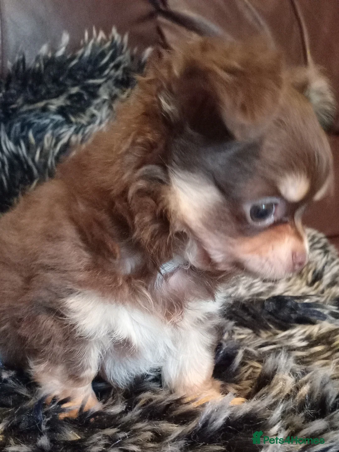 Chihuahua dogs for sale: Chihuahua long coat puppies in Peterborough - Advert 26
