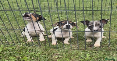 Jack Russell dogs - Advert 5