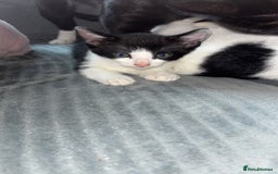 Mixed Breed cats for sale: 6 kittens to a loving home  - Image 3