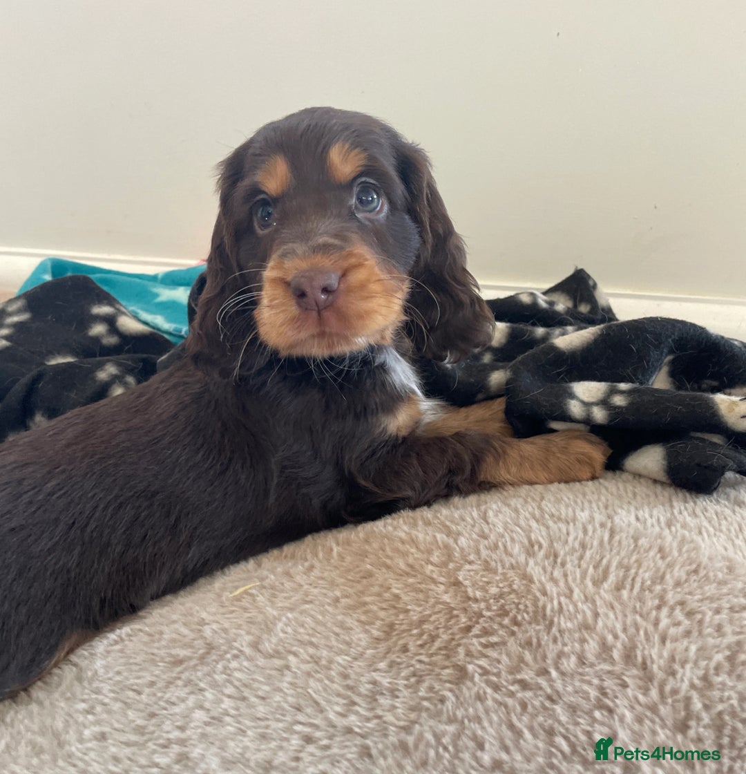 Cocker Spaniel dogs for sale: 6 gorgeous cocker spaniel puppies  - Image 26