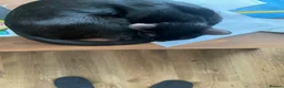 Mixed Breed cats for sale: Tess01 Sooty in Oldbury - Advert 9