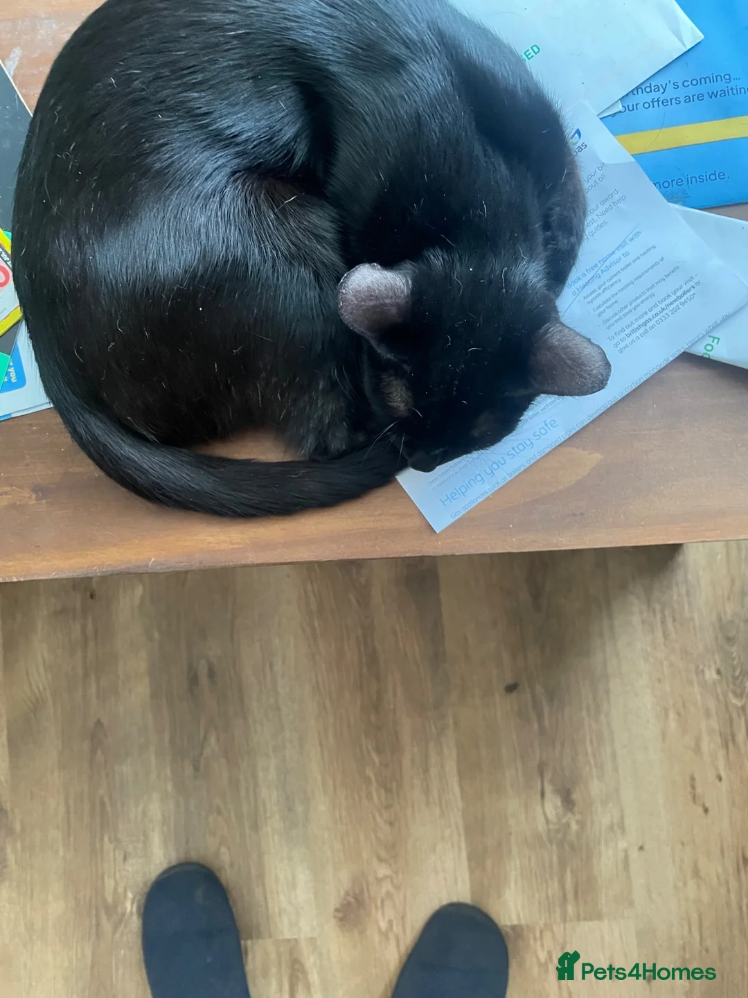 Mixed Breed cats for sale: Tess01 Sooty in Oldbury - Advert 9