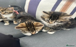 Domestic Shorthair cats for sale: 3 Kittens for sale  - Image 2