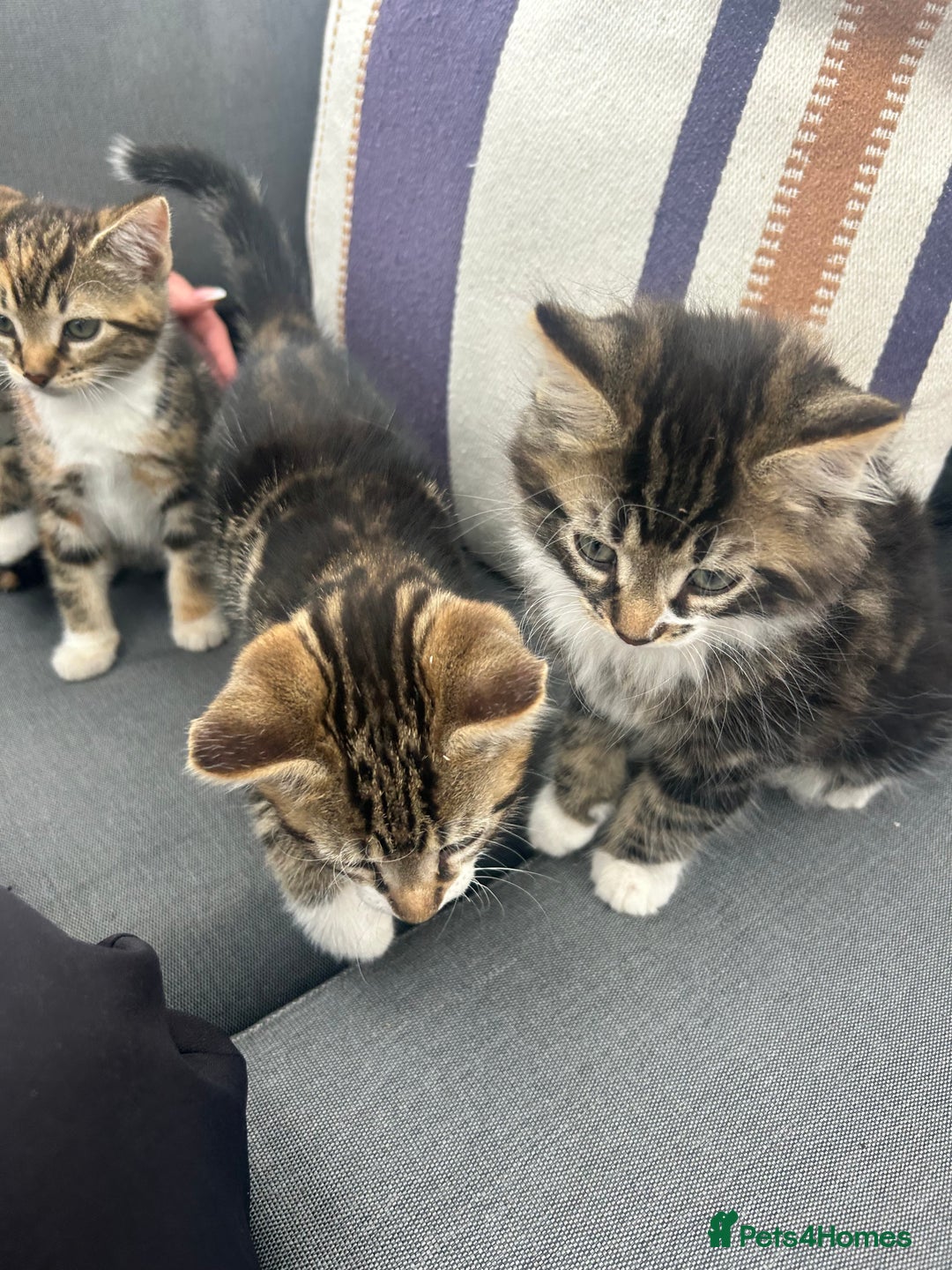 Domestic Shorthair cats for sale: 3 Kittens for sale  - Image 2