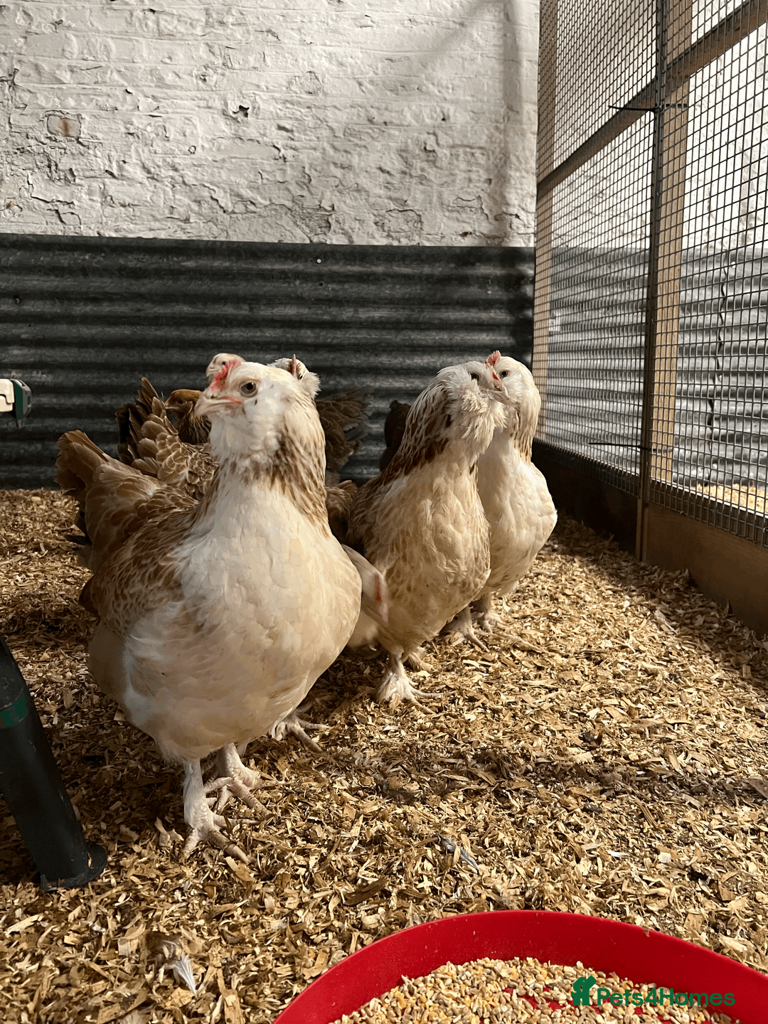 Chickens poultry for sale: Faverolles - Advert 2