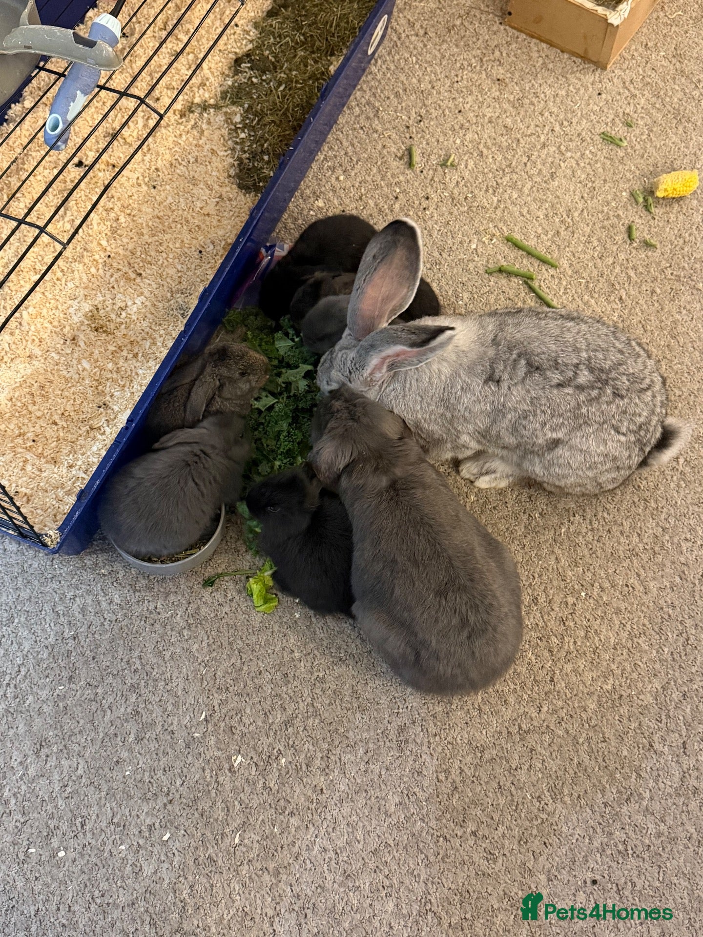 Mixed Breed rabbits Mix bread  - Advert 2