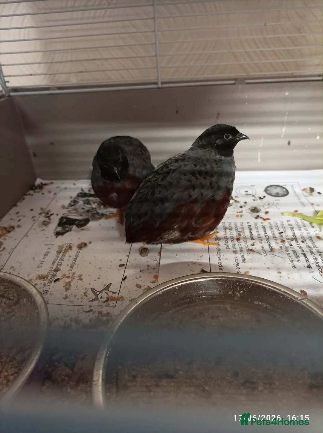 Quail poultry for sale: 2 x male button quail  - Advert 2