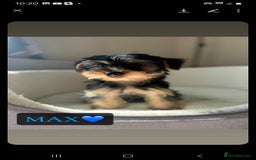 Yorkshire Terrier dogs for sale: Yorkshire Terrier Puppies - Image 4